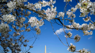 Climate change hits Washington's beloved cherry blossom festival