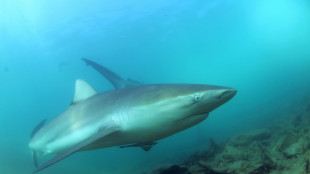 Endangered sharks, rays caught in protected Med areas: study
