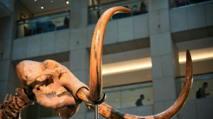 Bau der Stromtrasse Suedlink in Baden-W&uuml;rttemberg: Weitere Mammutfunde