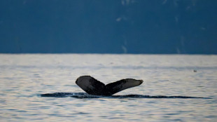 Prospection mini&egrave;re sous-marine: la Norv&egrave;ge somm&eacute;e de s'expliquer devant la justice