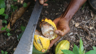 R.Illy, prezzo cacao quintuplicato ma ora potrebbe calare
