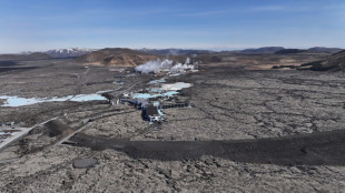 Detectan por primera vez mosquitos en Islandia