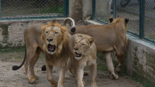 Pakistan zoo cancels lion auction, plans expansion instead