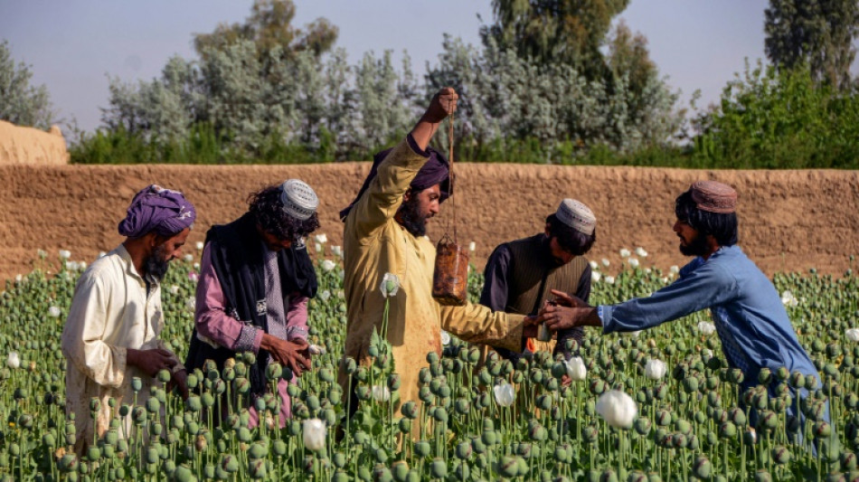 El jefe de los talibanes prohíbe el cultivo de adormidera en Afganistán