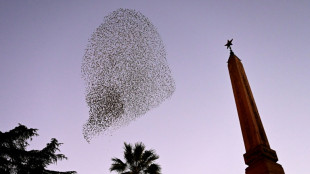 Magical but messy: Rome scares off its starlings