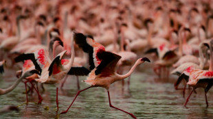 Future of Africa's flamingos threatened by rising lakes: study 