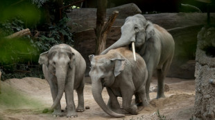 Deadly elephant virus stalks Zurich zoo