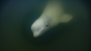 Canada's Hudson Bay a summer refuge for thousands of belugas