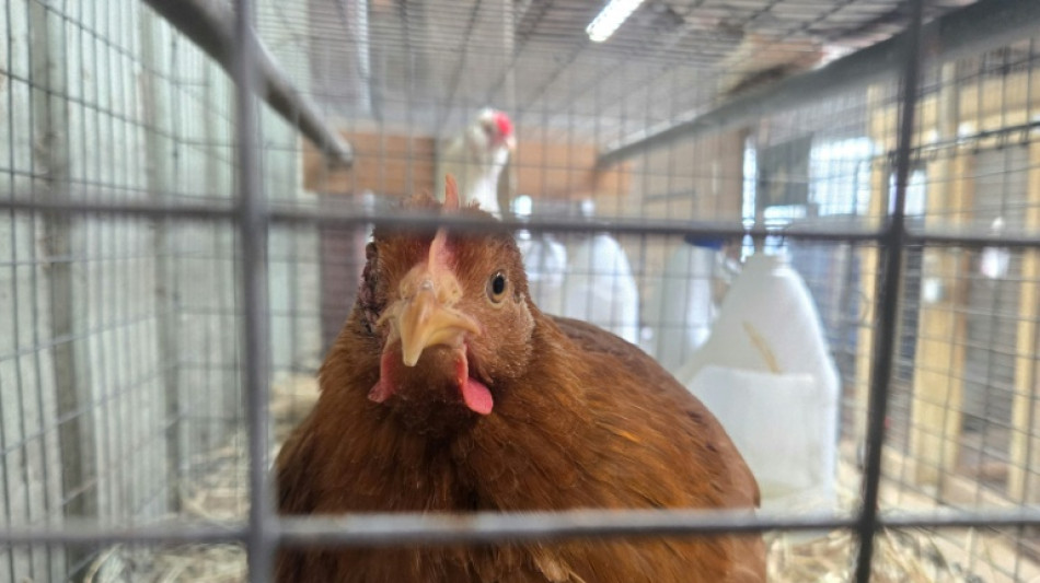 Tausende Masthähnchen verenden bei Brand in Betrieb in Baden-Württemberg