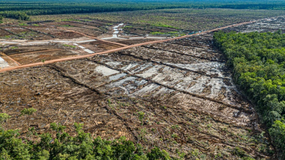 Un plan alimentario de Indonesia amenaza con una "deforestaci&oacute;n masiva"