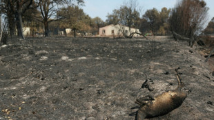 L&eacute;zards, poissons, chevreuils... La faune pi&eacute;g&eacute;e dans l'enfer des incendies