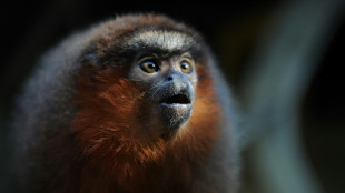 Siete especies de primates de Latinoamérica entre las 25 más amenazadas del mundo