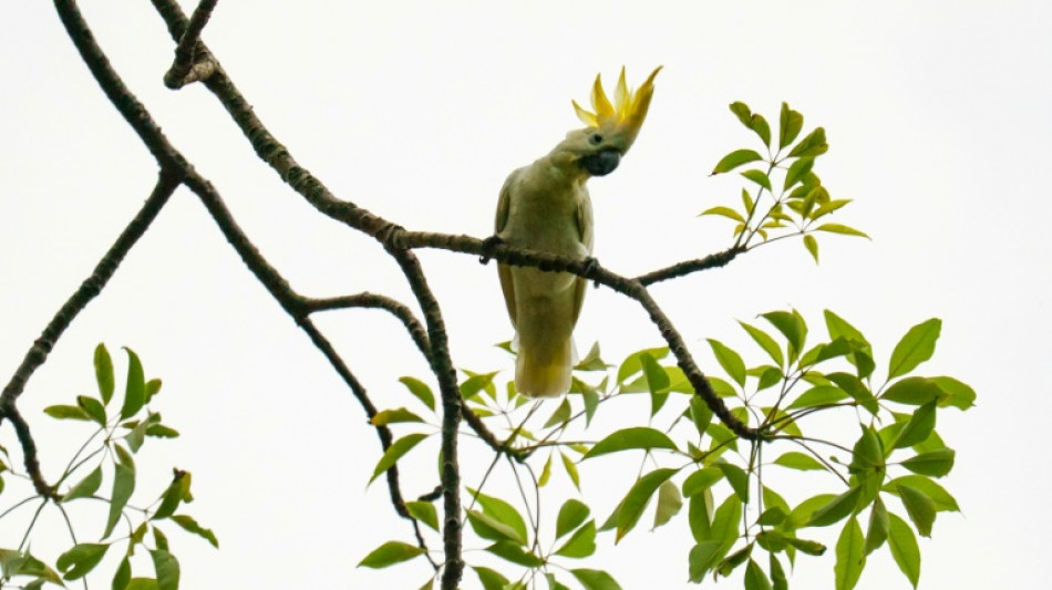 HK scientist puts hope in nest boxes to save endangered cockatoos