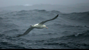 Shy male albatrosses prefer divorce to confrontation: study