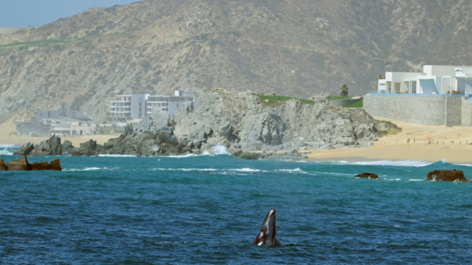 El Congreso de México prohíbe los espectáculos con delfines y ballenas