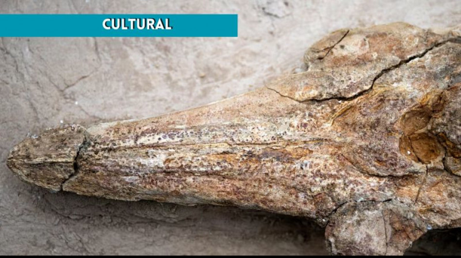 In Perù scoperto fossile delfino vissuto 12 milioni di anni fa