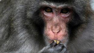 Marauding monkey caught, killed after dozens injured in Japan