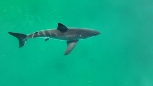 Shark bites and deaths up even as species faces crisis: study
