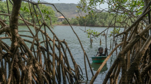 Mangrove loss threatens Sierra Leone's oyster harvesters