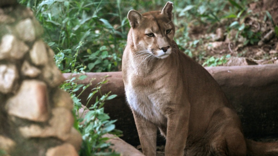 Un santuario en Sao Paulo al rescate de pumas acechados por la urbanizaci&oacute;n