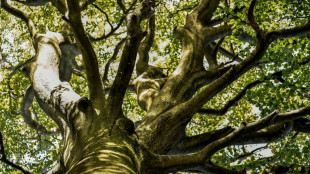 Deutsche Wälder absorbieren 2021 mehr als 52 Millionen Tonnen Kohlendioxid