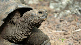 Ecuador investigates killing of four Galapagois giant tortoises