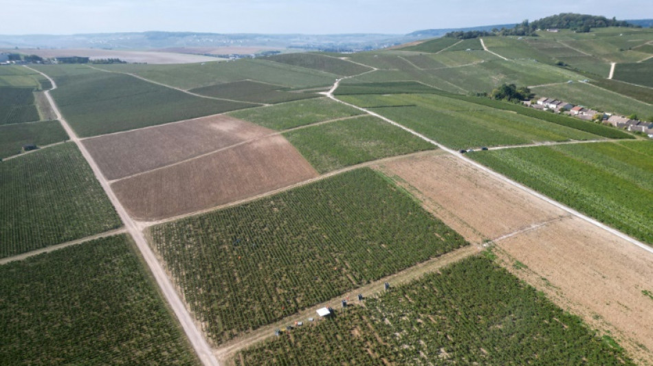 Francia condena a tres personas por la trata de seres humanos en los viñedos de Champaña