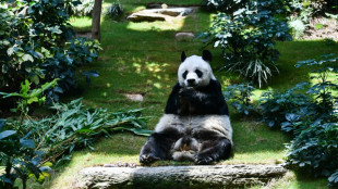 Longest-living male giant panda in captivity An An dies at 35