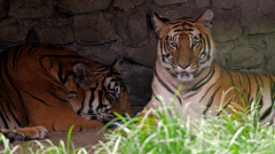 Onze grandes felinos s&atilde;o resgatados em opera&ccedil;&otilde;es contra narcotr&aacute;fico no M&eacute;xico