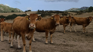 Dermatite bovina, stop a movimentazione per 2 mesi in Sardegna