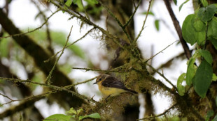 Crece en Gal&aacute;pagos la poblaci&oacute;n de p&aacute;jaro brujo en estado vulnerable
