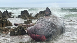 Mass stranding kills 14 whales in Australia
