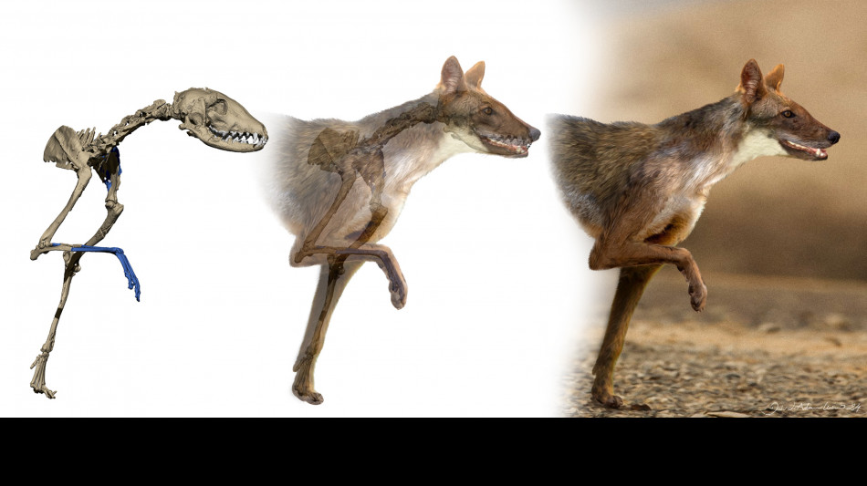 L'antenato dei lupi, trovato un fossile di 5,5 milioni di anni