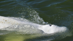 France readies rescue of beluga astray in Seine
