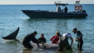 Wounded whale found dead on Greek island