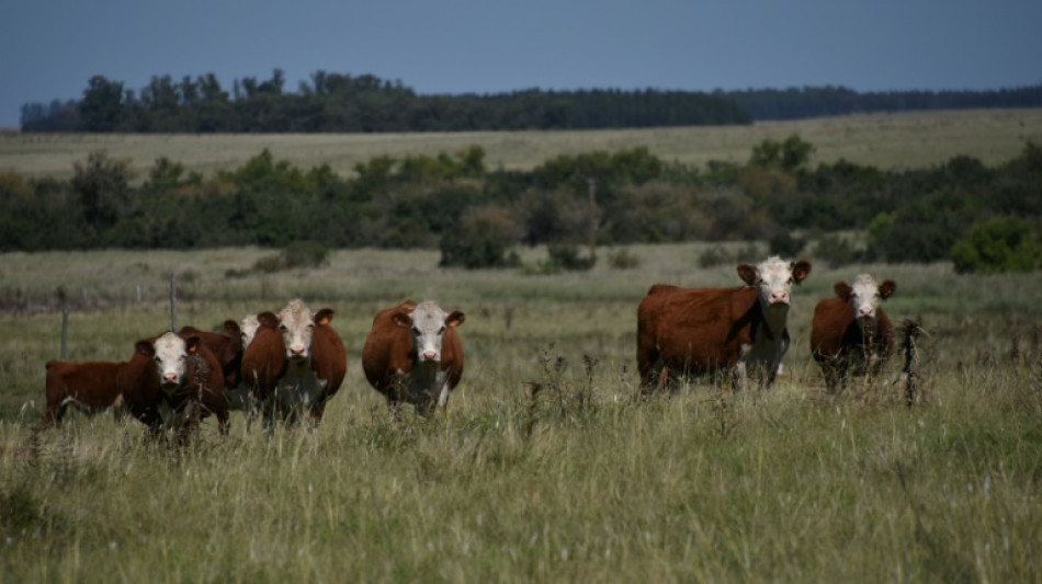 México reanuda exportación de ganado luego de que EEUU aligeró restricción por plaga