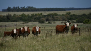 México reanuda exportación de ganado luego de que EEUU aligeró restricción por plaga