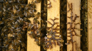 Europe's bees stung by climate, pesticides and parasites