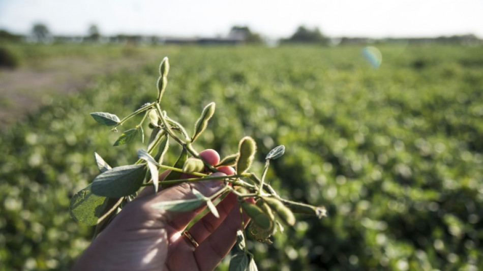 Argentina eleva derechos de exportaci&oacute;n de aceite y harina de soja de 31 a 33%