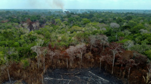 Despite gains in Brazil, forest destruction still 'stubbornly' high: report