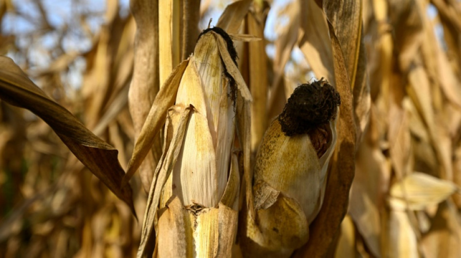 Erntebilanz: Agrarminister Rainer bescheinigt "massive Krise von nationaler Tragweite"