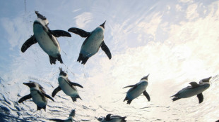 Picky eaters: Japan penguins piqued by penny-pinching zoo