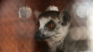 A Mayotte, "l'impact consid&eacute;rable" du cyclone Chido sur la biodiversit&eacute;