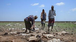 13 million face hunger as Horn of Africa drought worsens: UN 