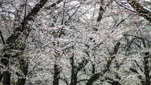 Tokyo crowds revel as cherry blossoms reach full bloom