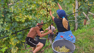 Previsioni positive per vendemmia Conegliano Valdobbiadene