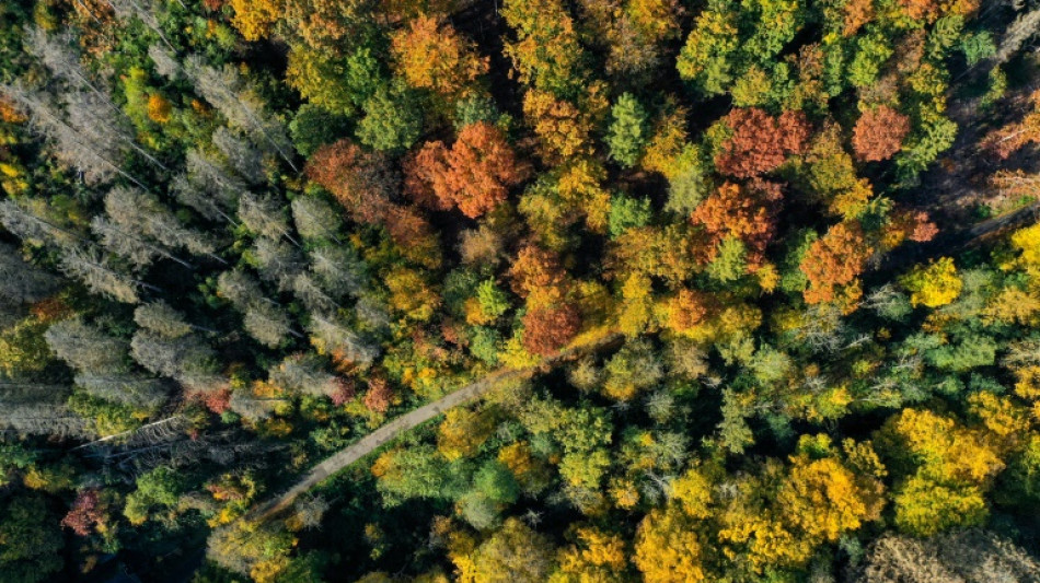 Bundesverfassungsgericht entscheidet &uuml;ber Verbot von Windr&auml;dern in Th&uuml;ringens Wald