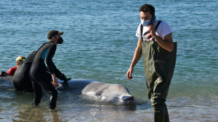 Ailing whale found near Athens returns to deeper waters