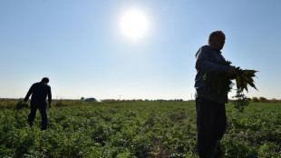En Asie centrale, les moissons menacées par une forte vague de chaleur printanière, selon une étude