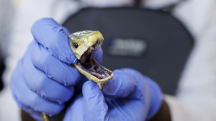 Hombre que se dejó morder 200 veces por serpientes podría abrir camino a un antídoto